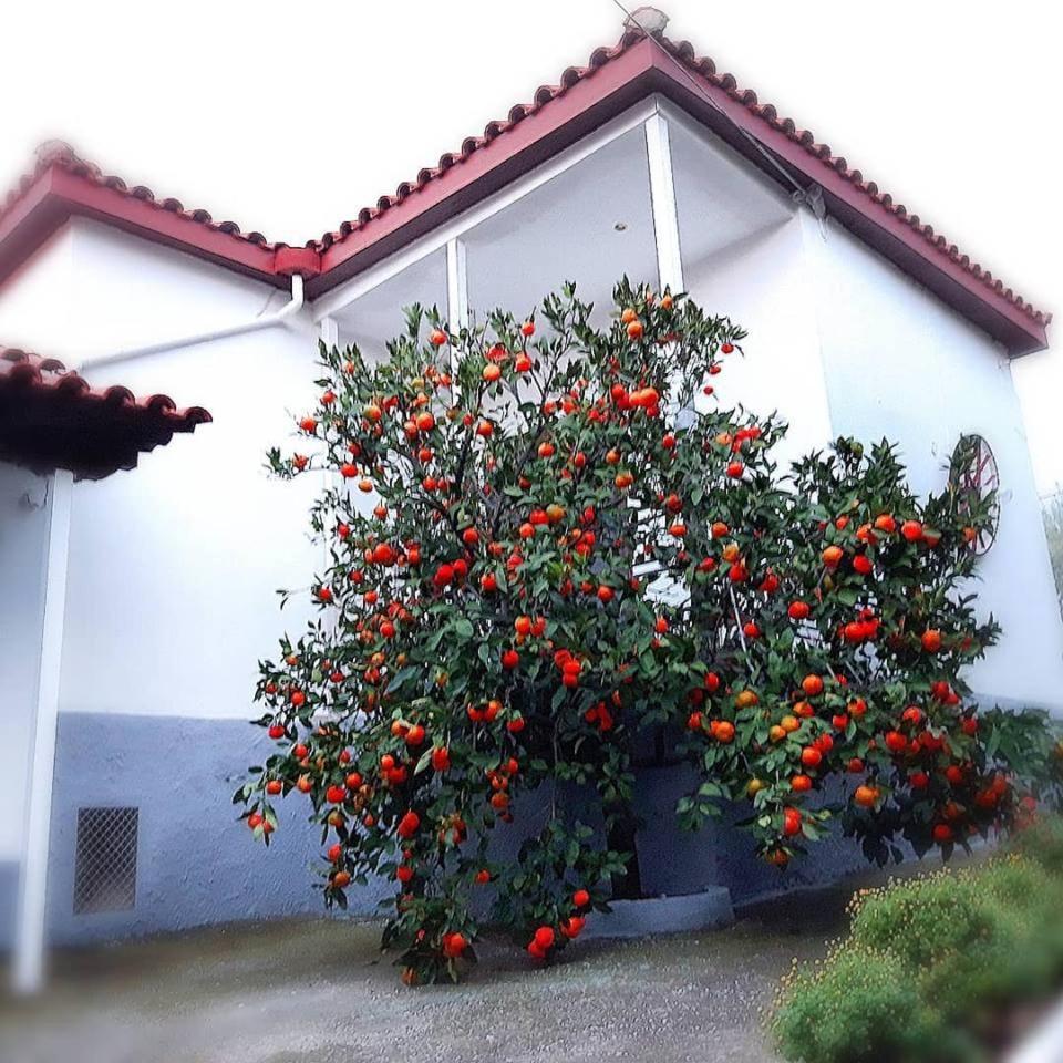 Dimos Bungalows PalaiónTsiflíkion Exteriör bild